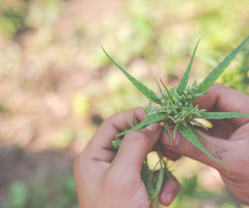 Persona agarrando una planta de CBD