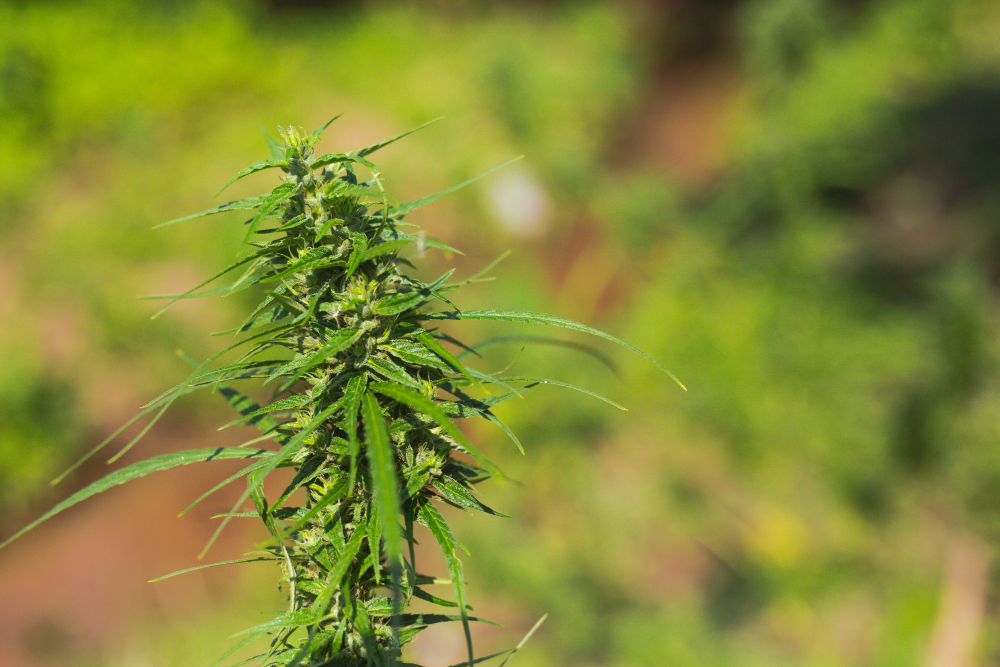 La Legalidad del CBD en España